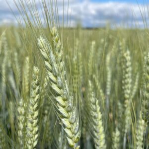nouveau blé de printemps bio abracadabra développé par sem partners (1)