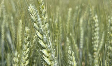Une nouvelle variété de blé de printemps Bio et BPS au catalogue, ABRACADABRA
