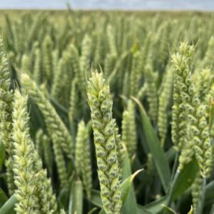 nouveau blé tendre d'hiver kingkong de secobra recherches
