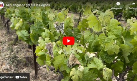 Gel : quelques dégâts sur nos vignes