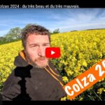 Floraison des colzas 2024