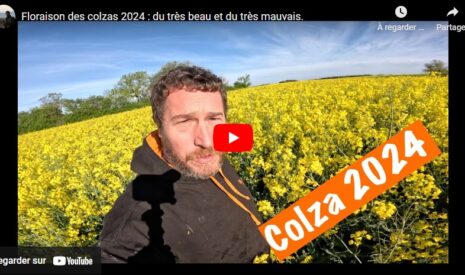 Floraison des colzas 2024
