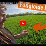 Fongicide sur les blés : pourquoi et quand les protéger ?