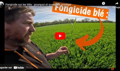 Fongicide sur les blés : pourquoi et quand les protéger ?