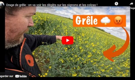 Orage de grêle : dégâts sur les oignons et les colzas !