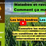 Maladies et ravageurs des colzas et des orges 2/2 