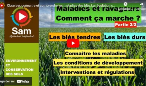 Maladies et ravageurs des colzas et des orges 2/2 