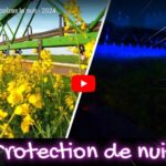 Protection des colzas