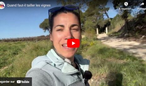 Quand faut-il tailler les vignes ?