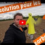 Corbeaux et tournesols, comment faire ?
