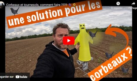 Corbeaux et tournesols, comment faire ?