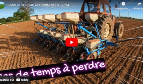 Préparation des semis de tournesols