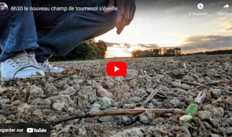 Champ de tournesol