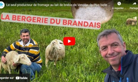 Le seul producteur de fromage au lait de brebis de Vendée
