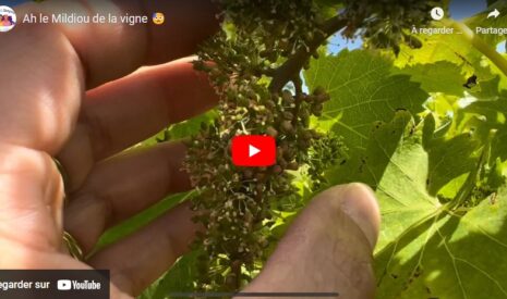 Du Mildiou dans les vignes !