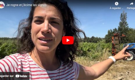Rogner et écimer les vignes