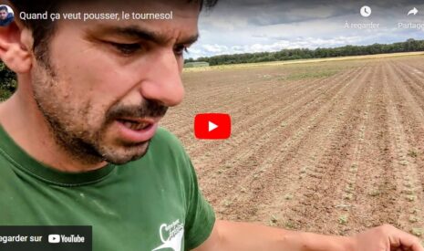 Où en est le tournesol semé ?