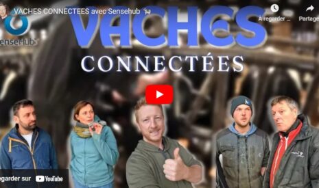 VACHES CONNECTÉES avec Sensehub