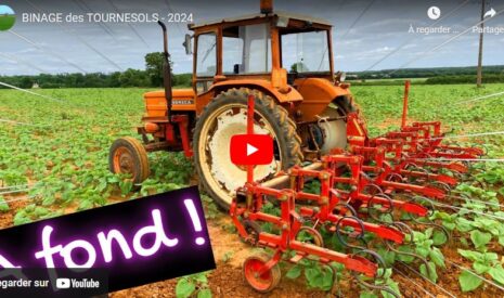 Binage des tournesols