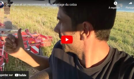 Déchaumage du colza