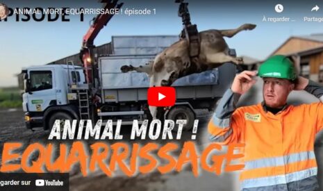 ANIMAL MORT, EQUARRISSAGE – 1