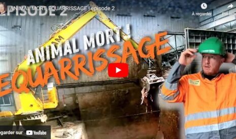 ANIMAL MORT, ÉQUARRISSAGE – 2