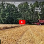 Début de la moisson 2024