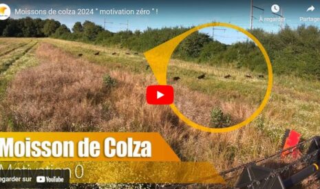 Moissons de colza 2024