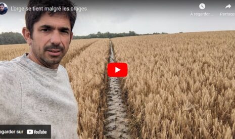 L’orge se tient malgré les orages