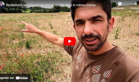 Rendement du colza