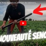 Sonde capacitive, levée des haricots et entretien des bâtiments