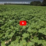 Tour de plaine : le tournesol