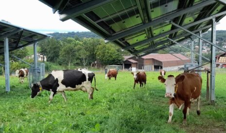 Innovation pour l’élevage : Voltalia met en service son démonstrateur agrivoltaïque bovin de Poisy