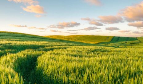 Elections 2025 – Les Chambres d’agriculture sont démunies pour remplir leurs missions