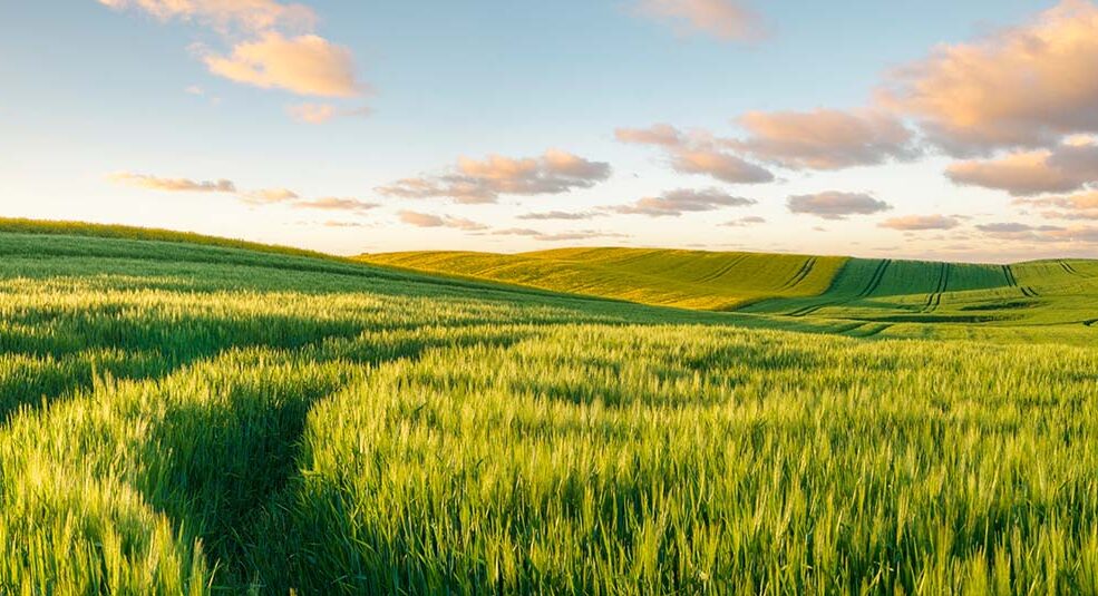 Elections 2025 – Les Chambres d’agriculture sont démunies pour remplir leurs missions