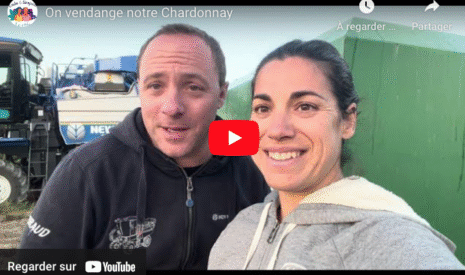 Vendange du Chardonnay