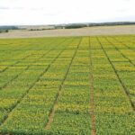 MAS Seeds renforce sa génétique tournesol