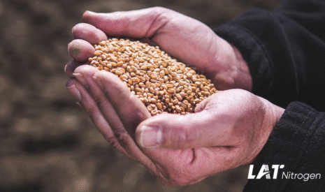 Fertilisation des céréales : quels enseignements de la récolte 2024 ?