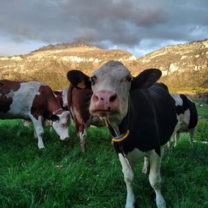 vaches Gaec La Gourmandière