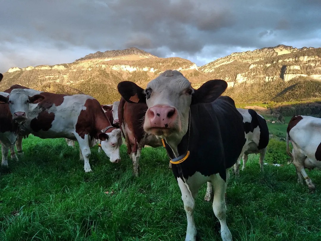 vaches Gaec La Gourmandière