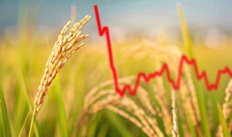 Piloter la croissance de votre ferme