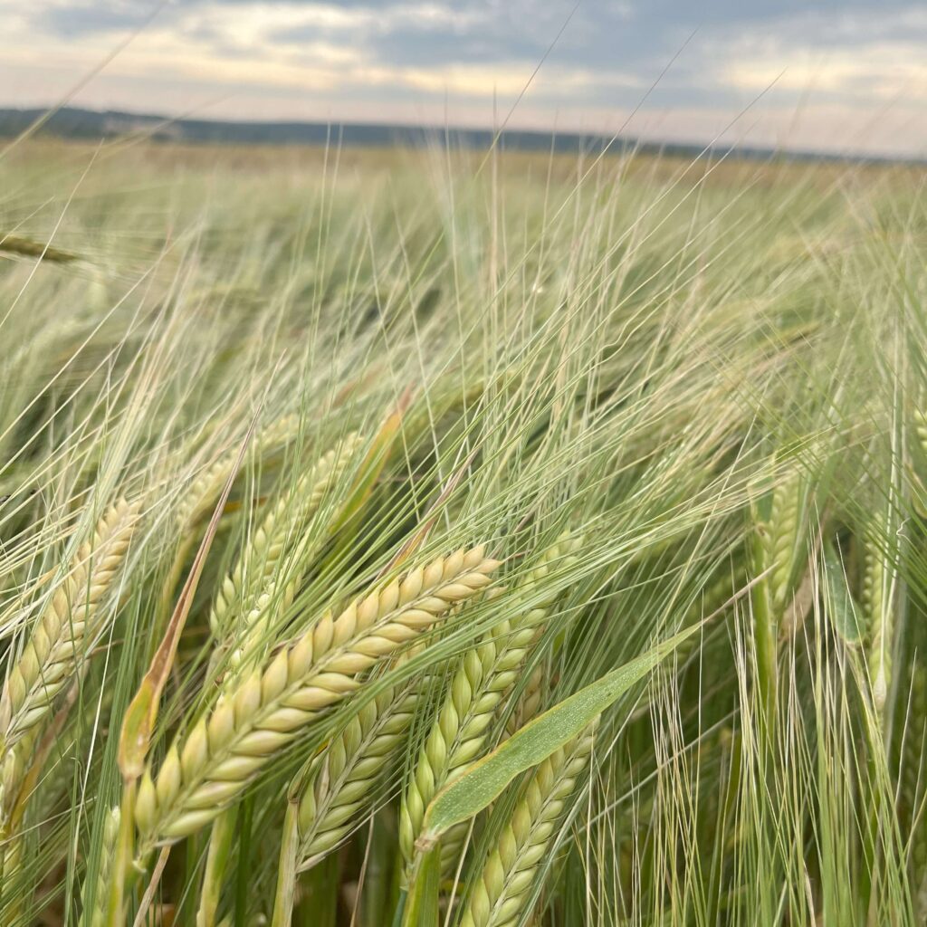 Orges de printemps semées en automne et tolérance à la rynchosporiose