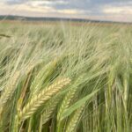 Orges de printemps semées en automne et tolérance à la rynchosporiose