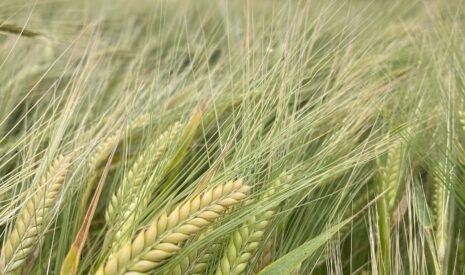 Orges de printemps semées en automne et tolérance à la rynchosporiose