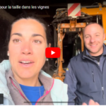 On se prépare pour la taille dans les vignes