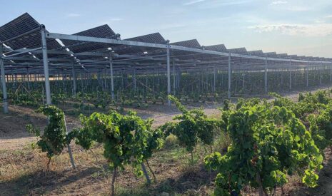 Des solutions agrivoltaïques pour concilier agriculture et production d’énergie verte