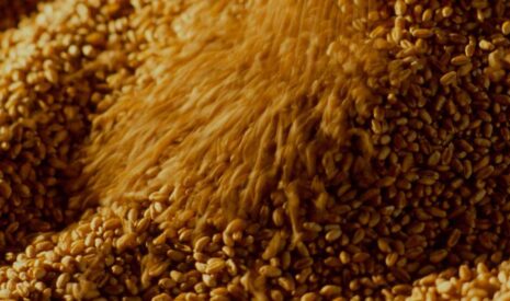 Qualimètre : vingt ans d’innovation de prévision du risque mycotoxines au service de la sécurité alimentaire