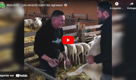 MarcA2C : Les renards tuent les agneaux 😨