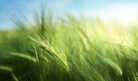 Fongicide céréales : découvrez Yanila®, l’innovation BASF avec Revysol® !