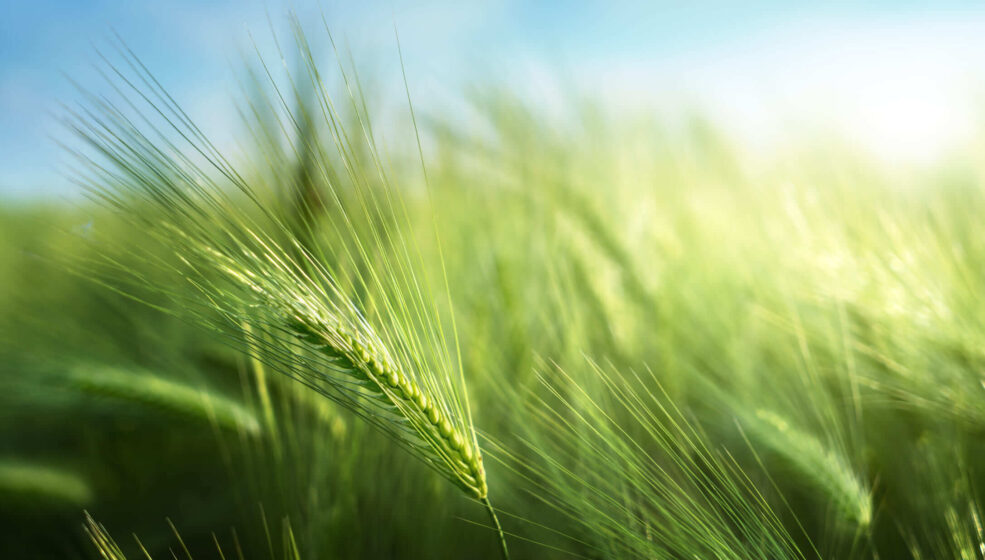 Fongicide céréales : découvrez Yanila®, l&rsquo;innovation BASF avec Revysol® !